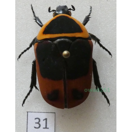 Pachnoda marginata peregrina Kolbe, 1906 ex. ovo Czad31